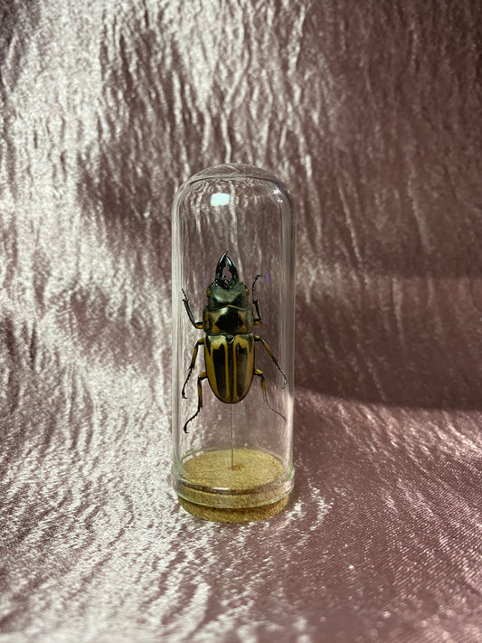 Zebra Sawtooth Stag Beetle