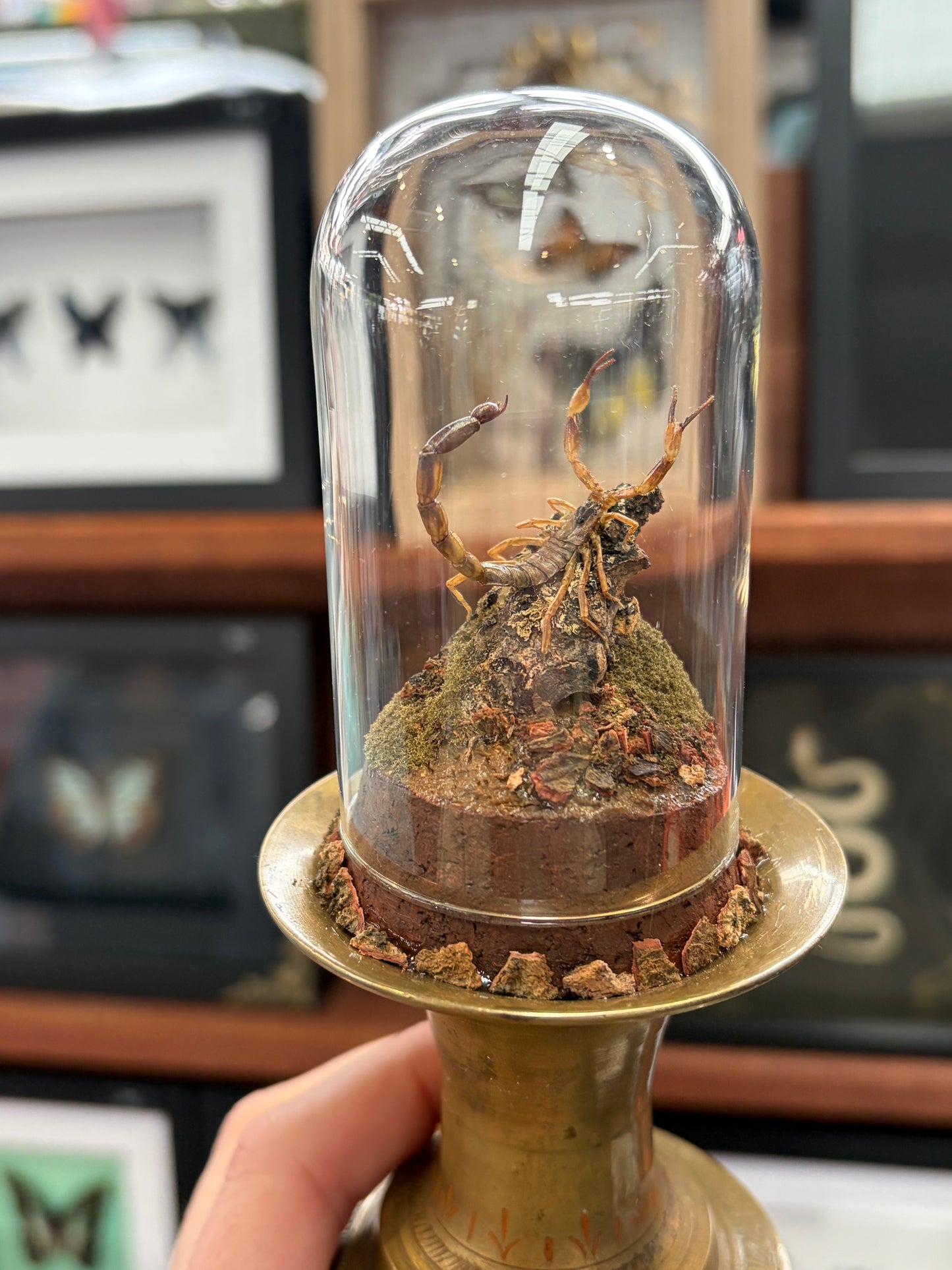 Yellow Java Scorpion