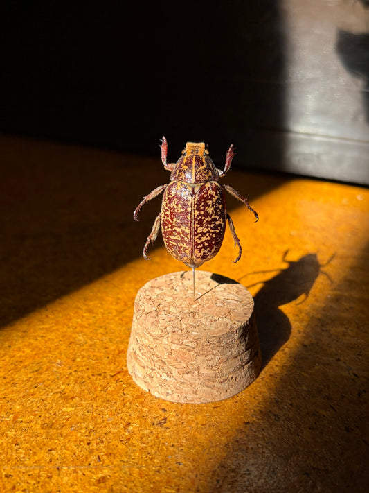 Polyphylla phongsali mini dome