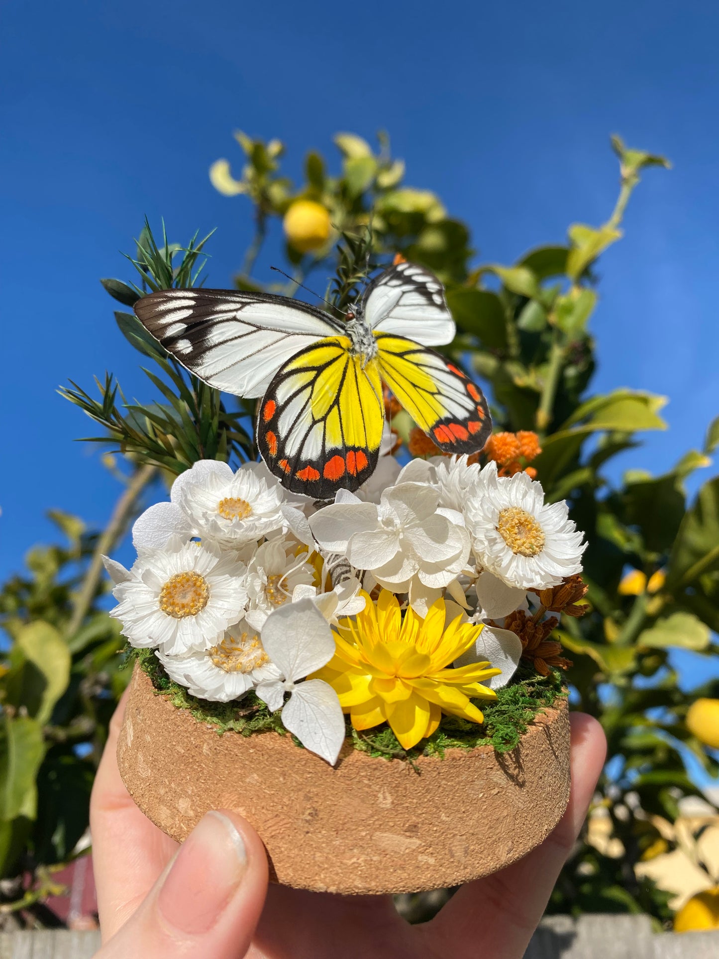 Delias hyparete luzonensis