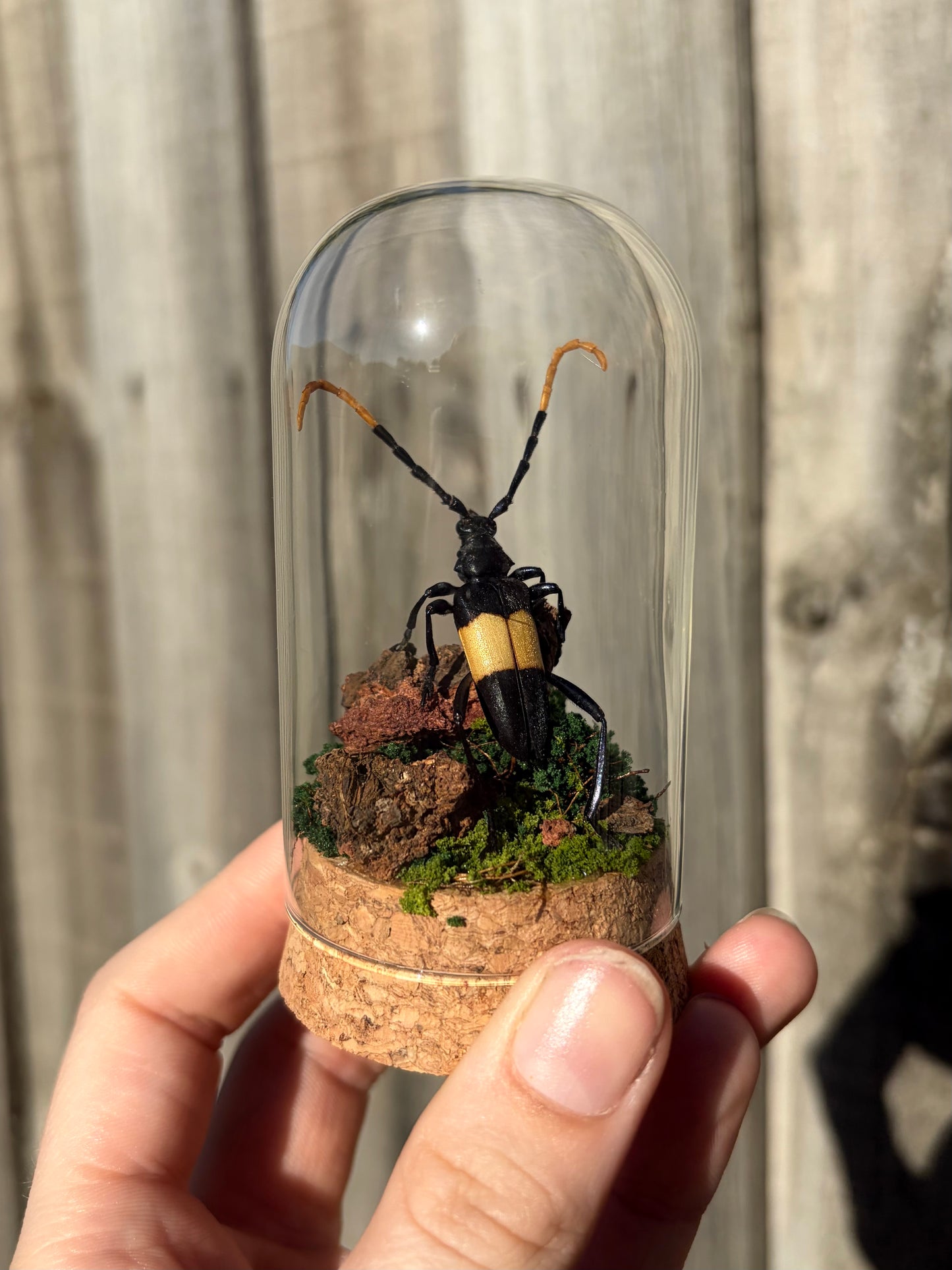 Pachyteria dimidiata