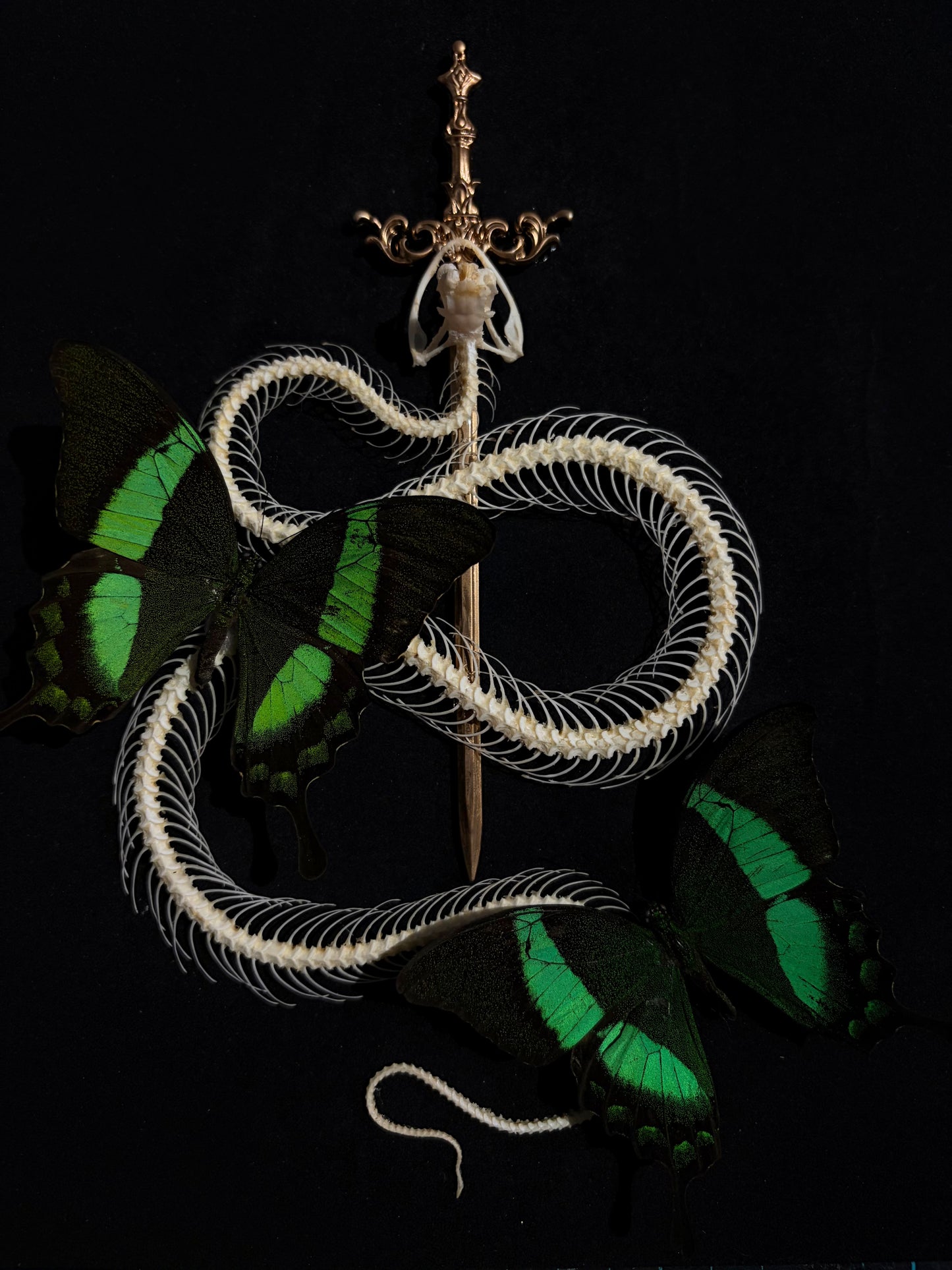 Pit viper & Papilio palinurus