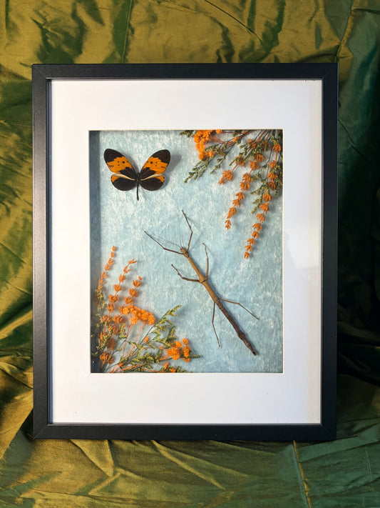 Stick insect & Heliconius Numata Bicoloratus