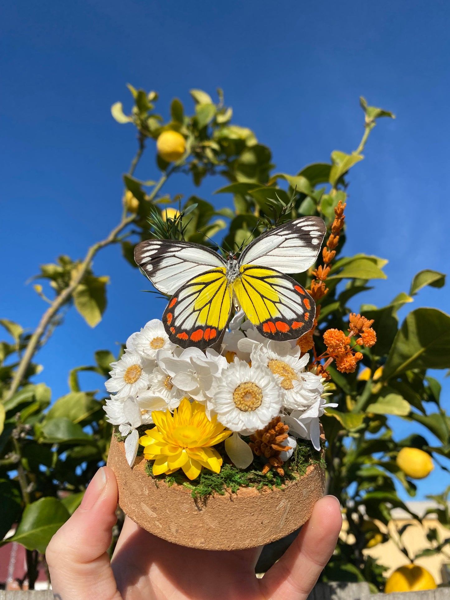 Delias hyparete luzonensis