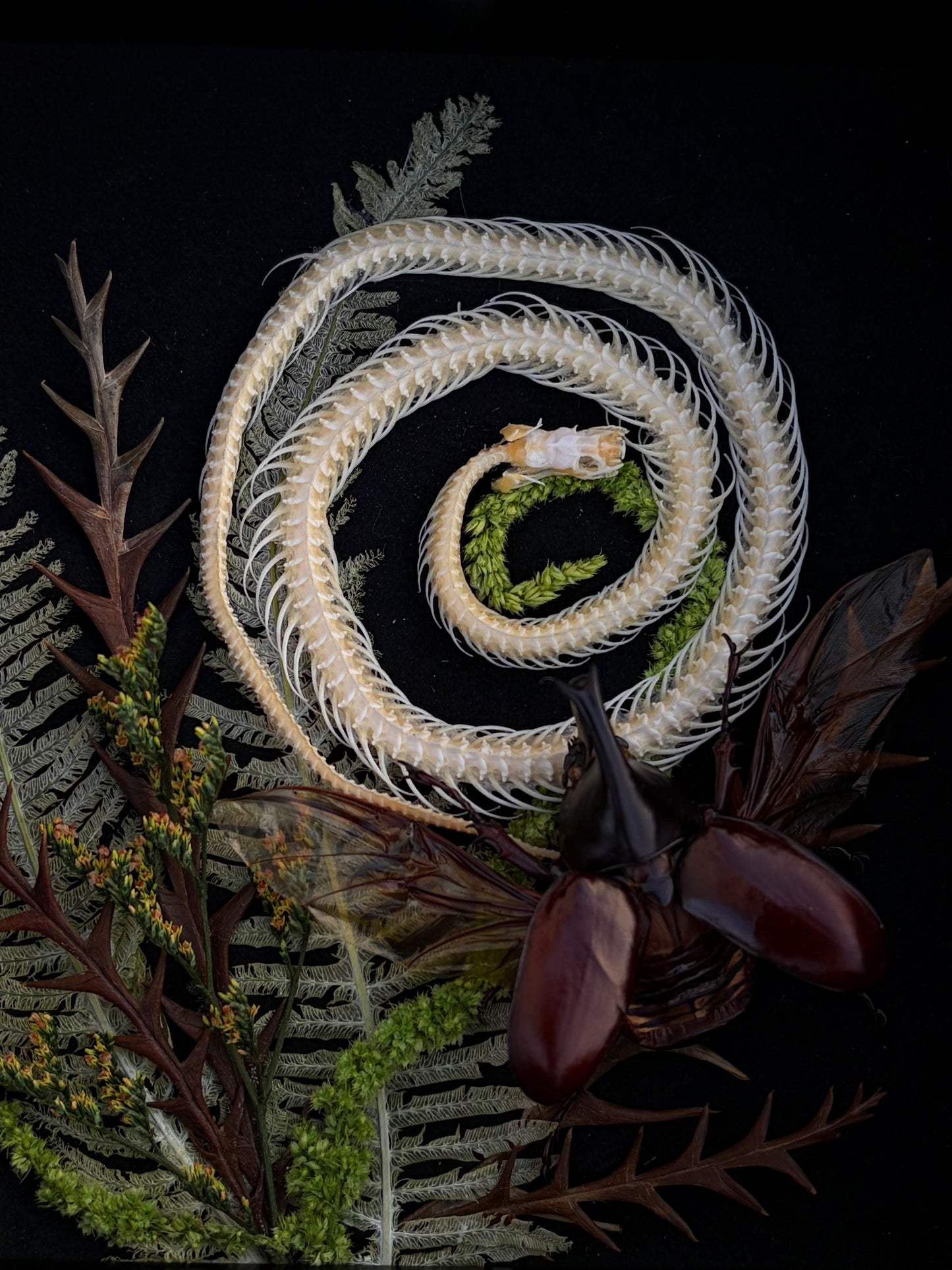 ‘What Remains’ Snake & Beetle frame