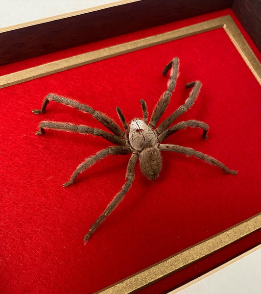 Huntsman Spider
