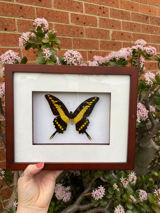 King Swallowtail / Papilio Thoas