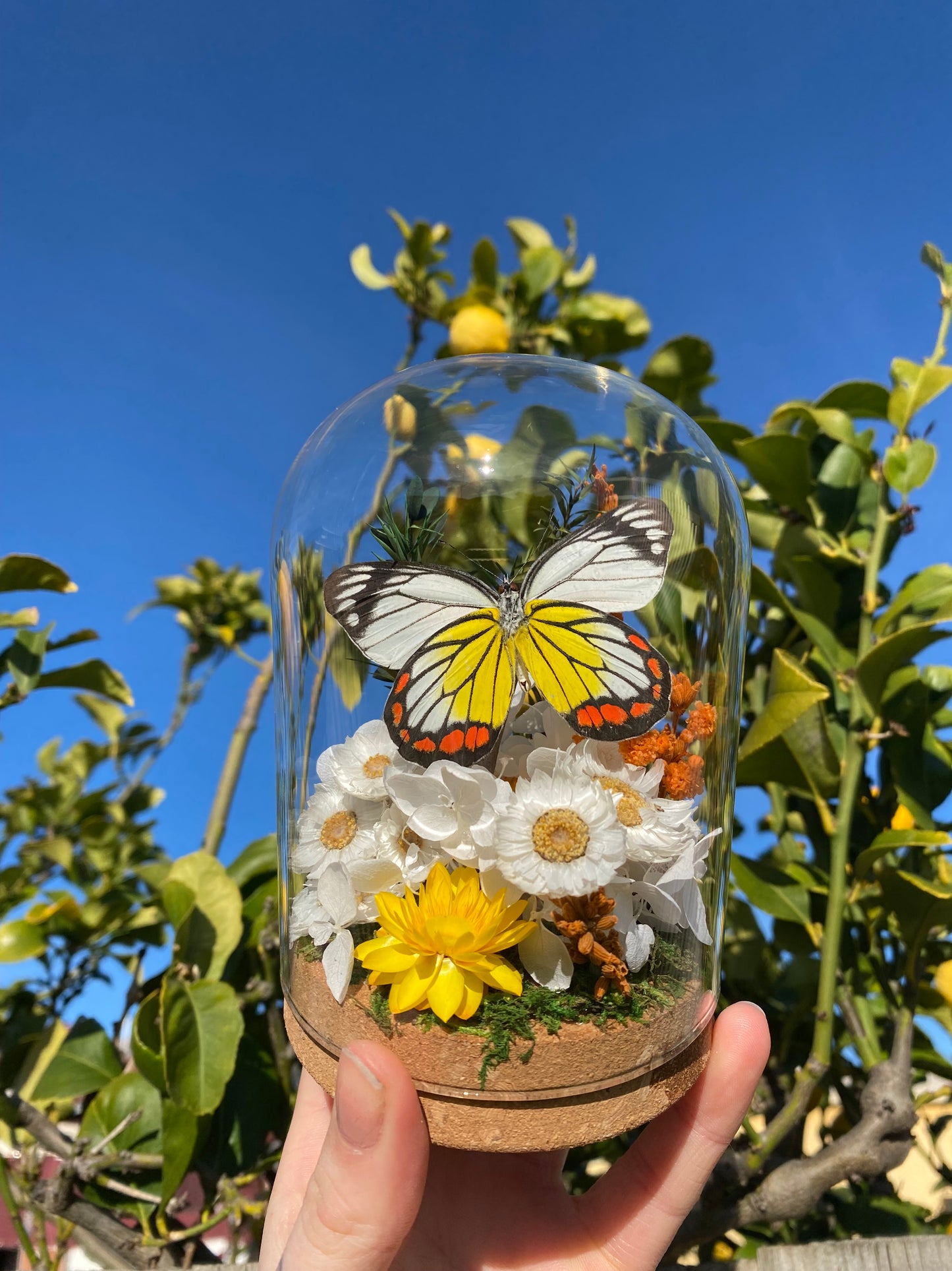 Delias hyparete luzonensis