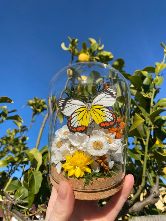 Delias hyparete luzonensis