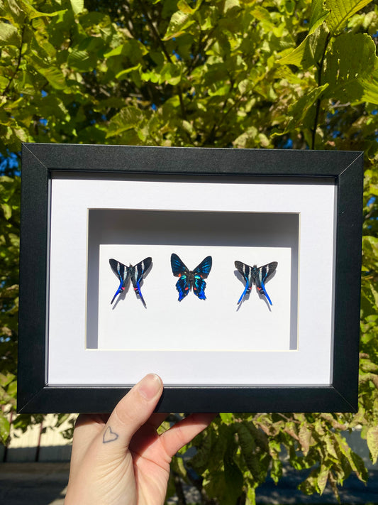 Rhetus Arcius & Ancyluris Meliboeus