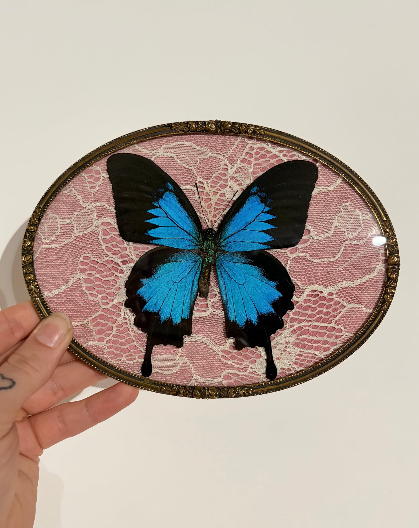 Blue Papilio Ulysses