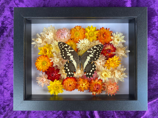 Citrus Swallowtail