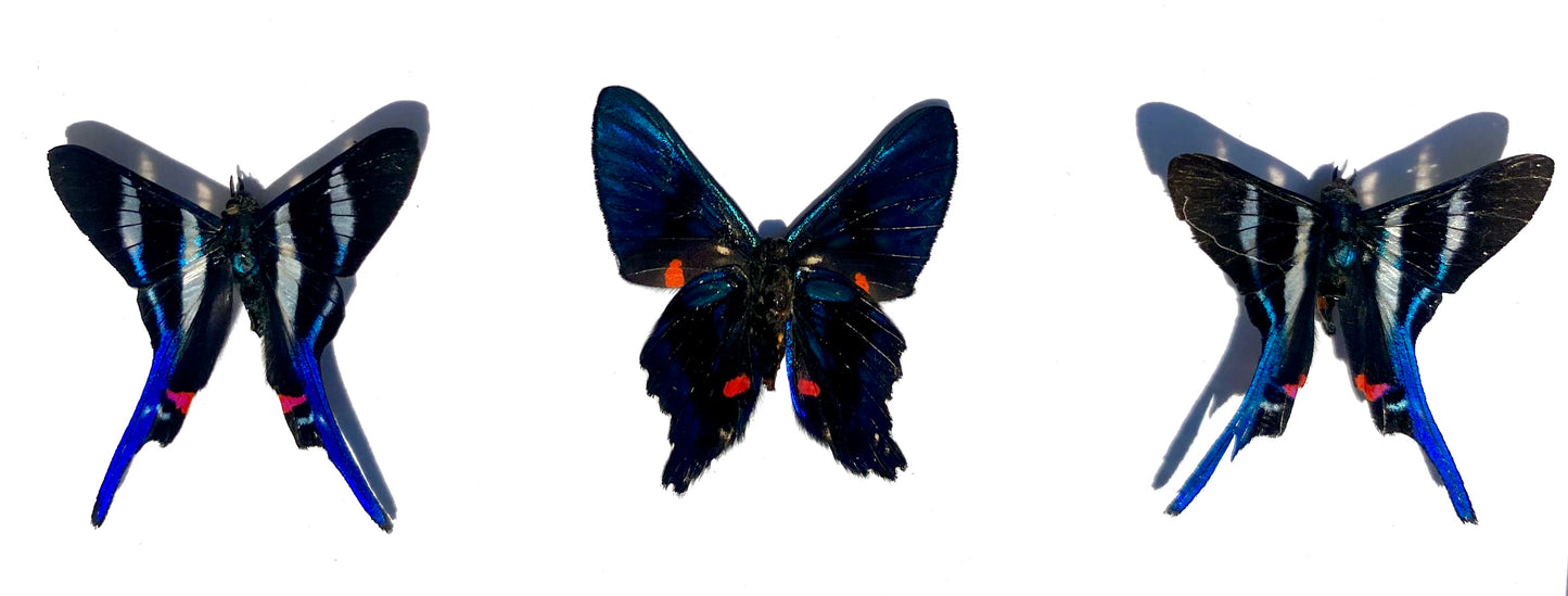 Rhetus Arcius & Ancyluris Meliboeus