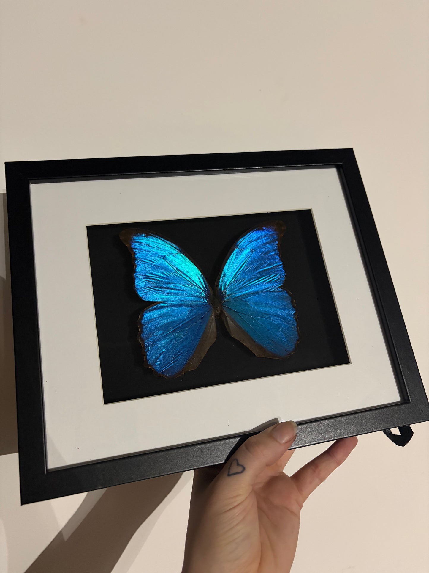Morpho menelaus didius