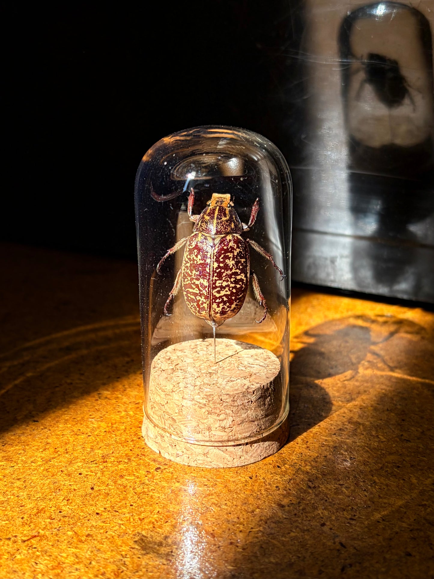 Polyphylla phongsali mini dome