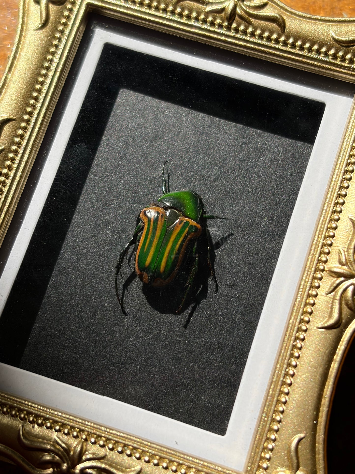 Coptomia Mauritania Magnet