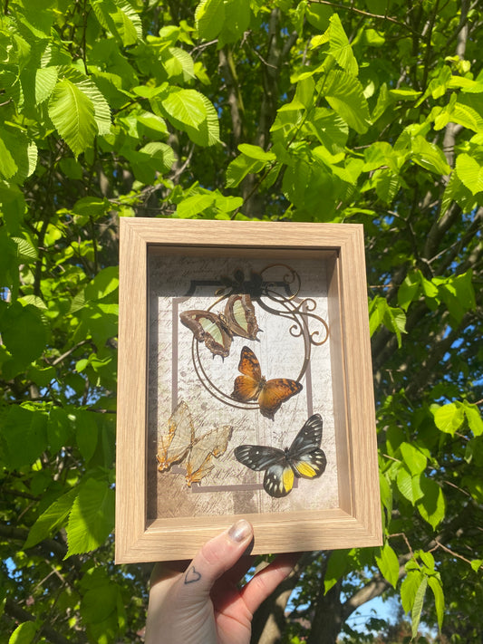 Victorian inspired butterfly frame