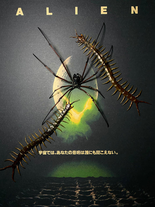 Alien Vs Centipede
