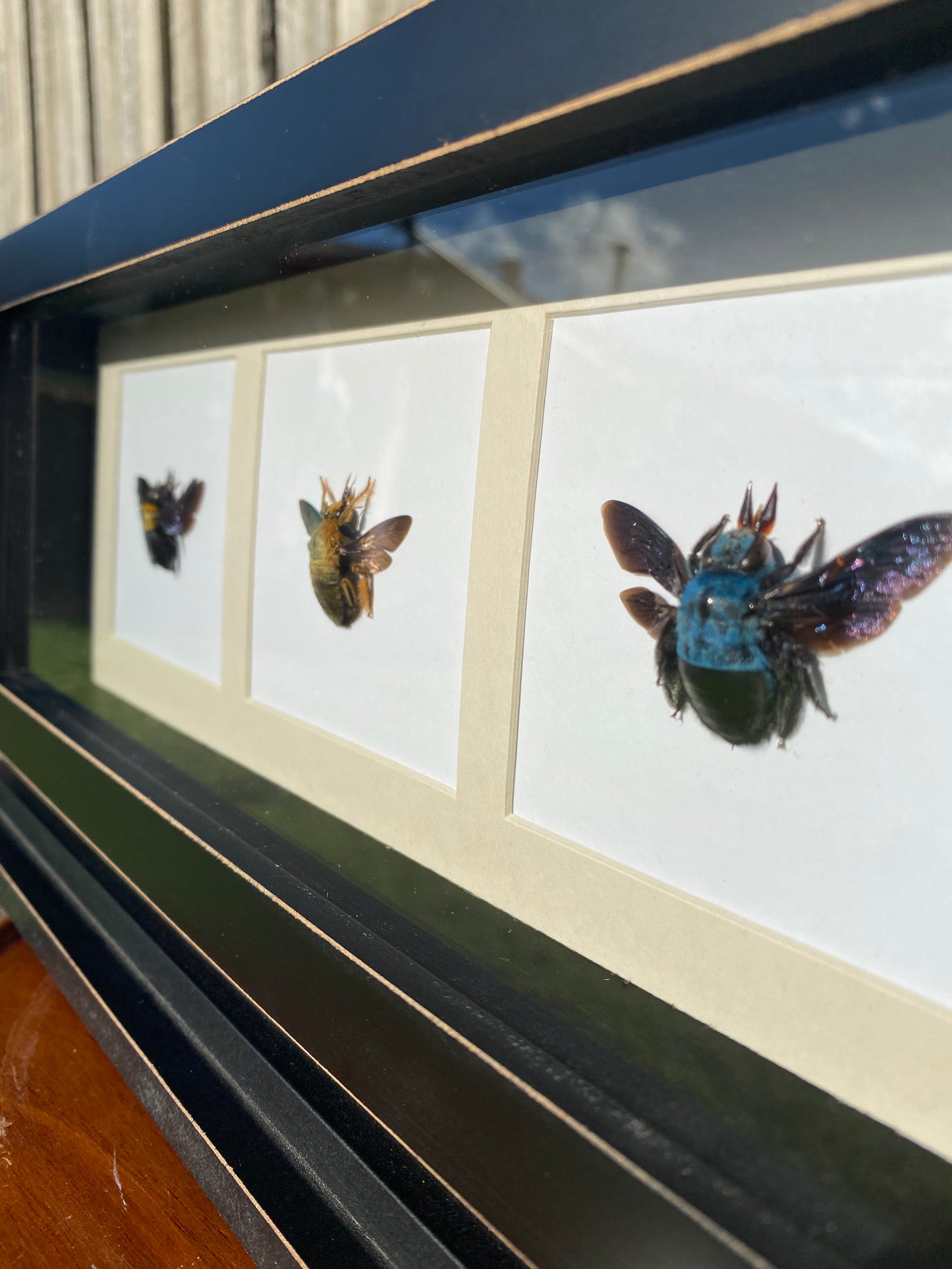 Trio of Carpenter Bees