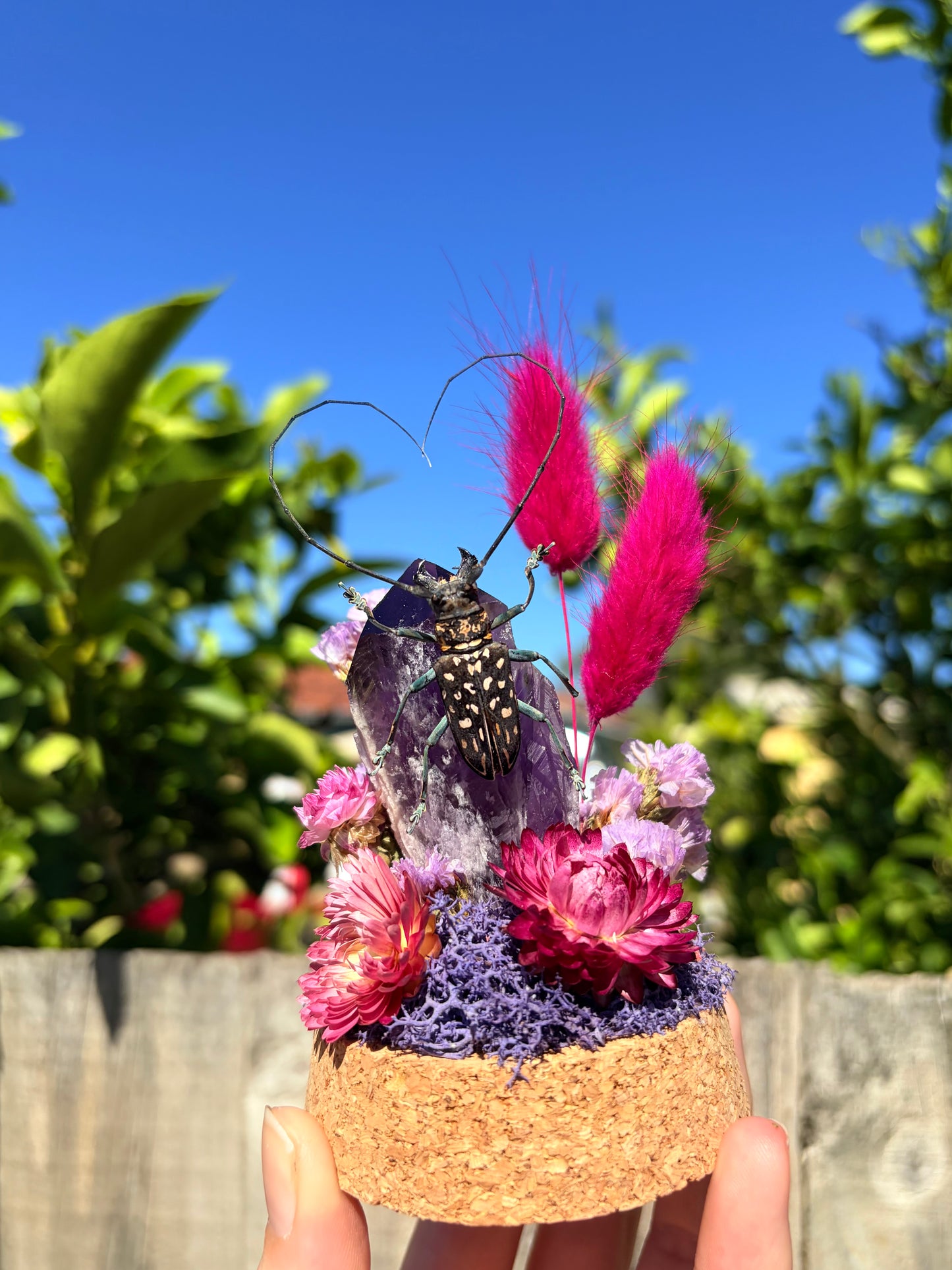 Stellognatha maculata