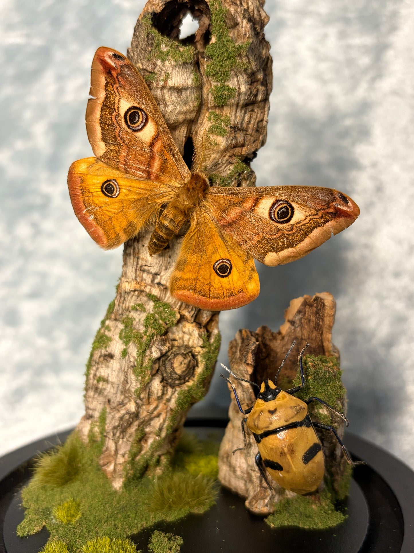 Medow Dwellers