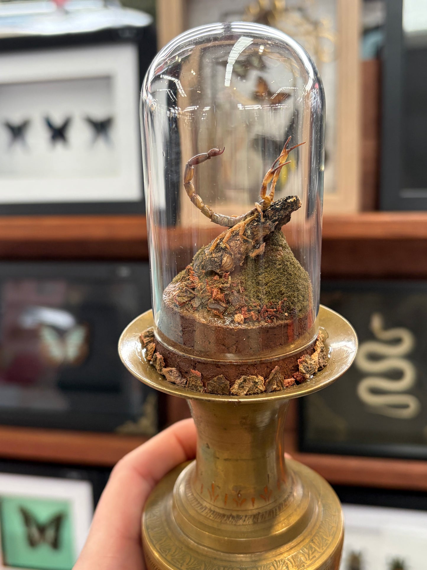 Yellow Java Scorpion