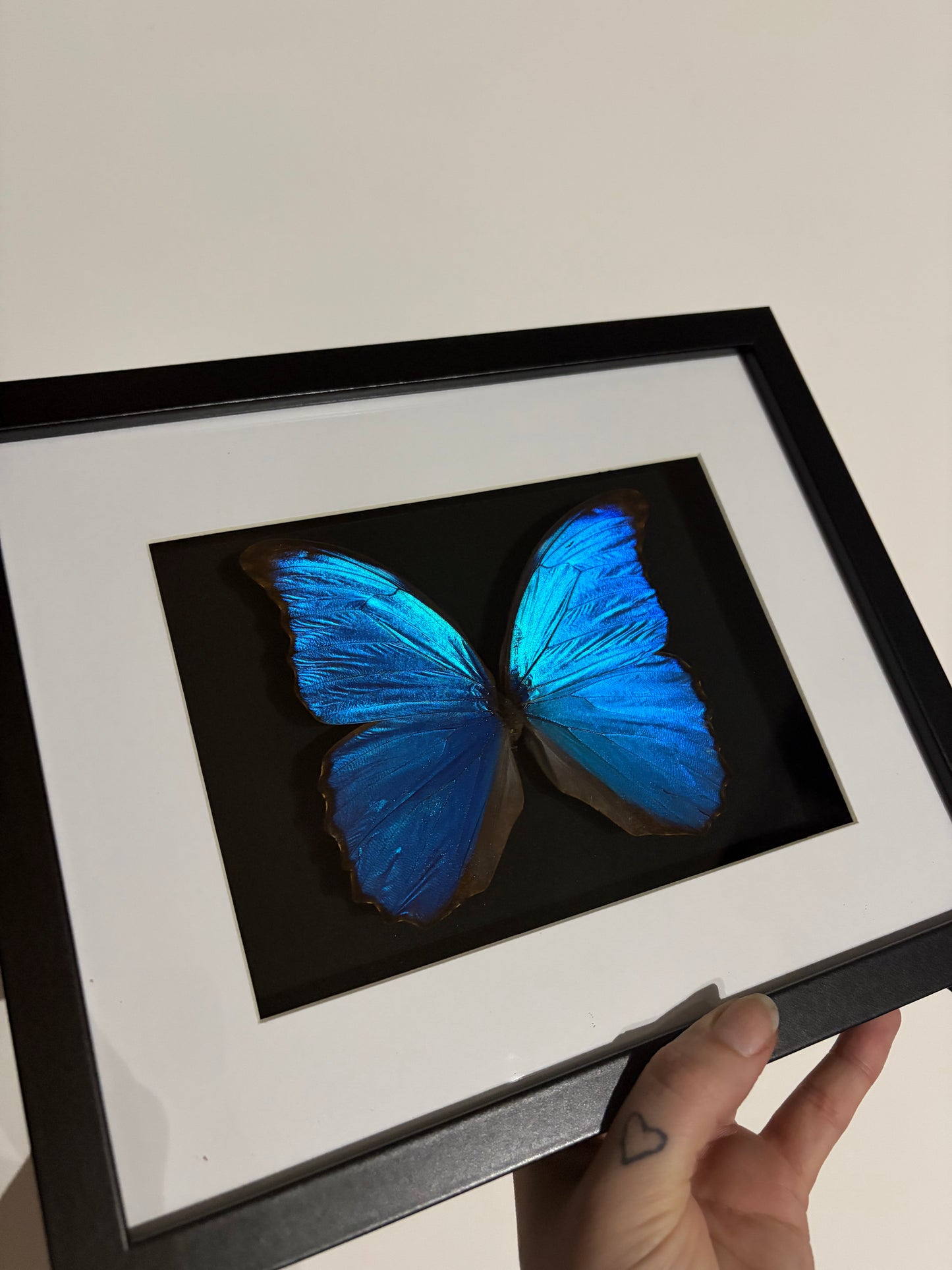 Morpho menelaus didius