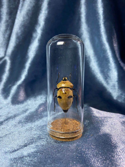 Man Faced Beetle