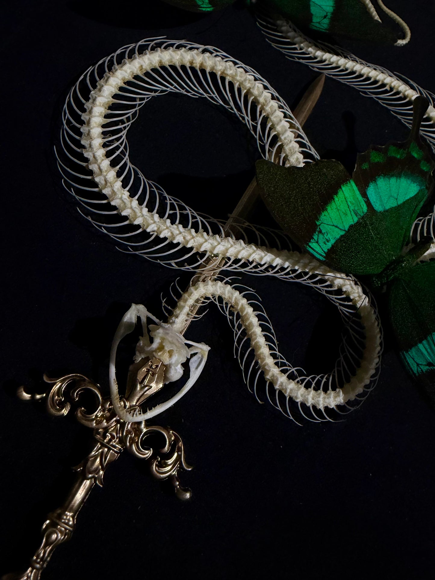 Pit viper & Papilio palinurus