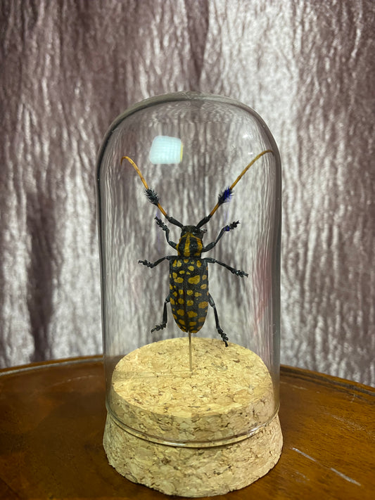 Aristobia Approximator Dome