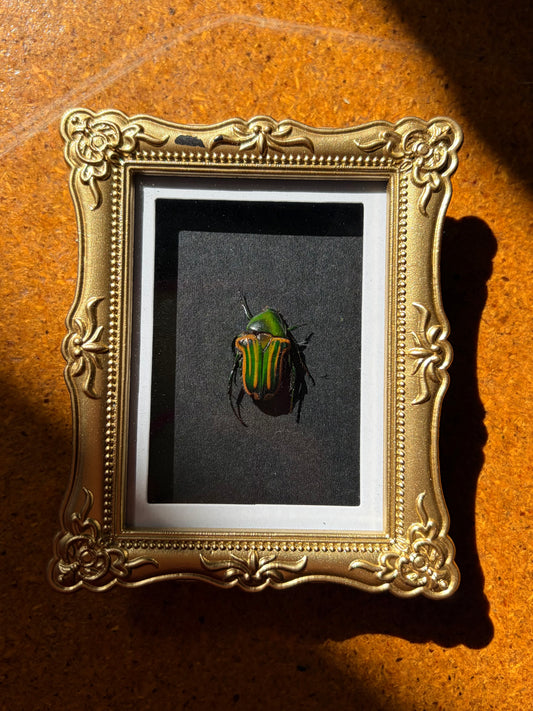 Coptomia Mauritania Magnet