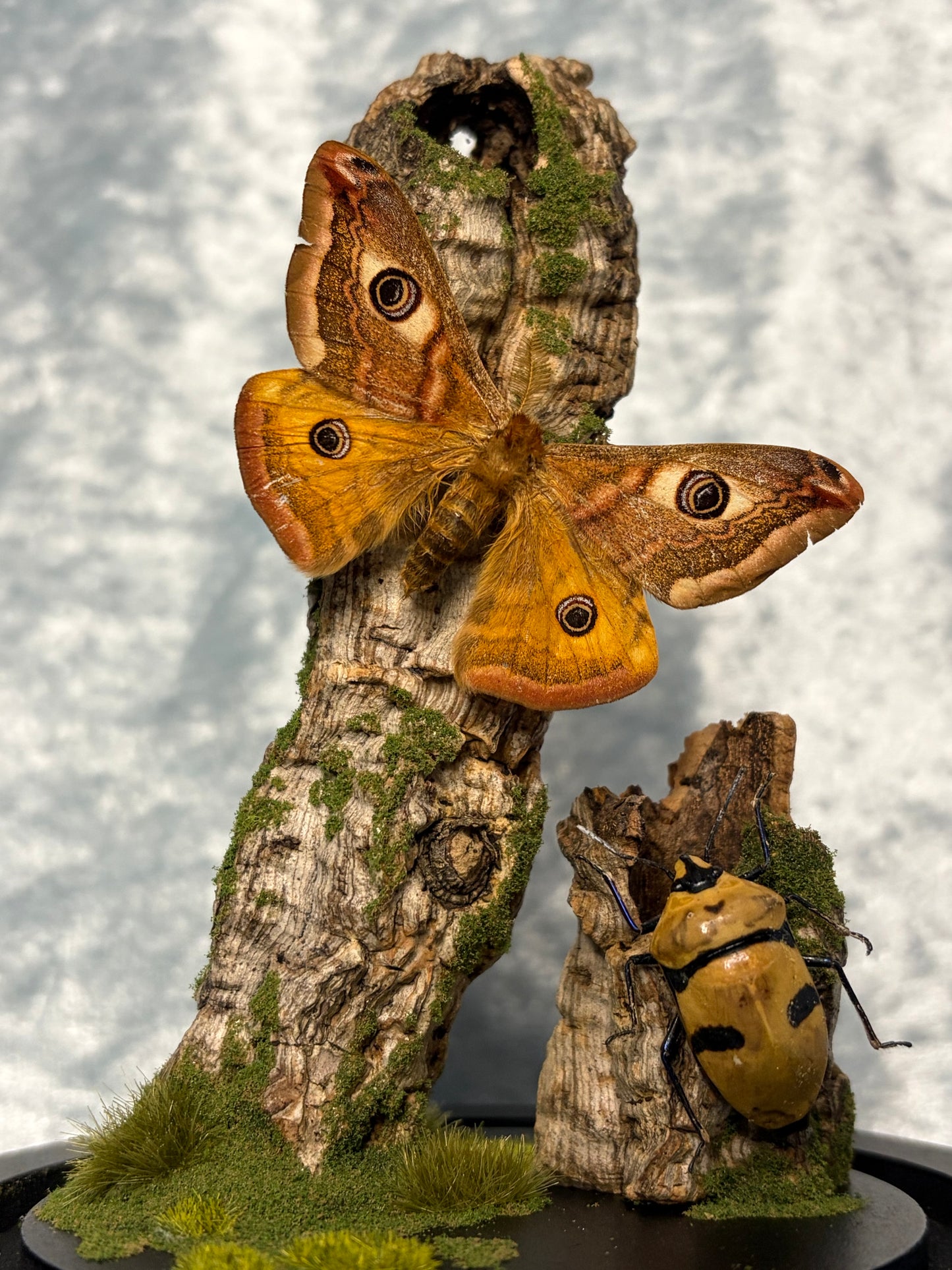 Medow Dwellers