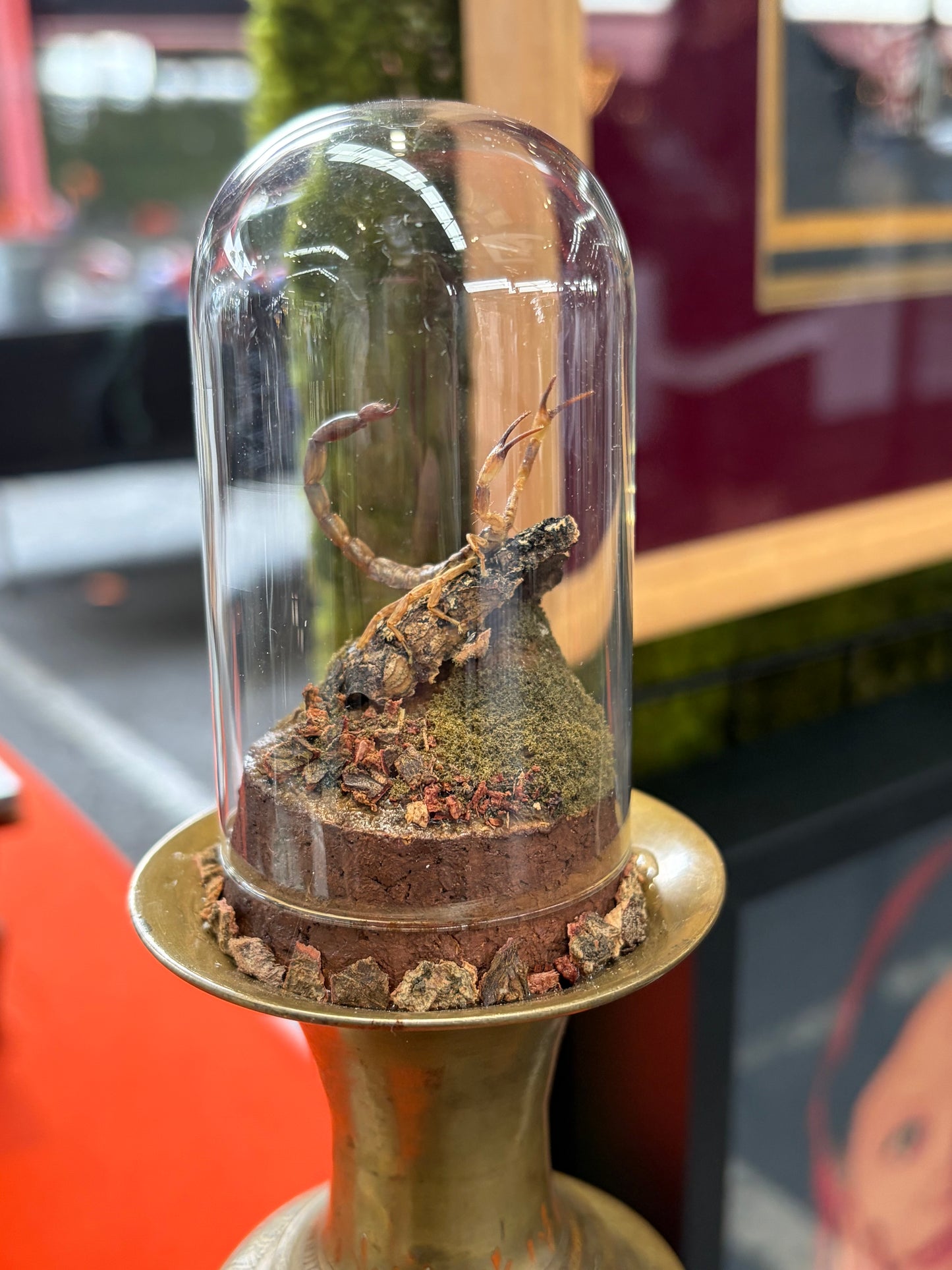 Yellow Java Scorpion