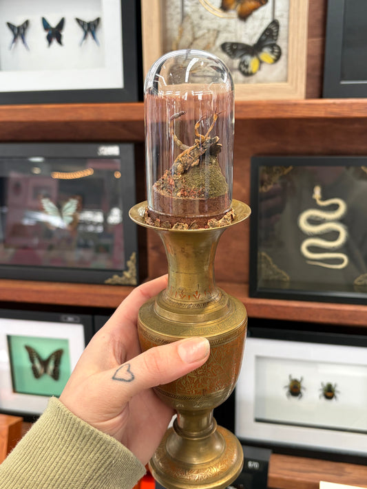 Yellow Java Scorpion