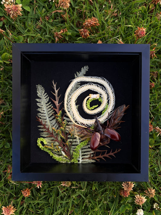 ‘What Remains’ Snake & Beetle frame