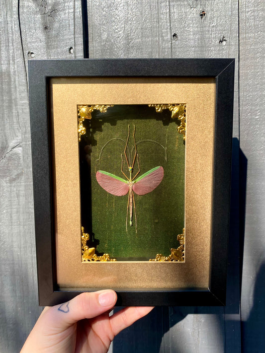 Marmessoidea Rosea Frame