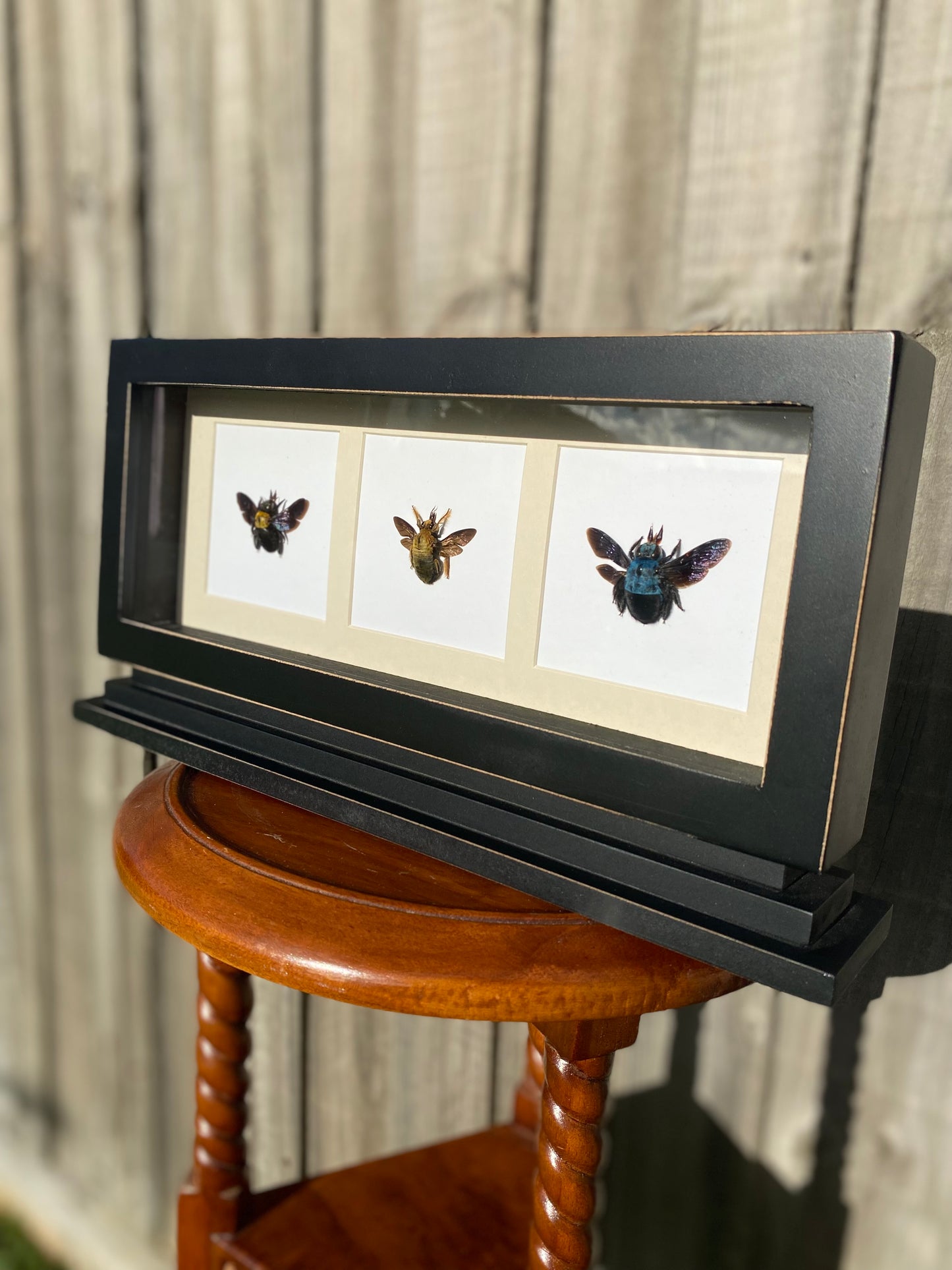 Trio of Carpenter Bees
