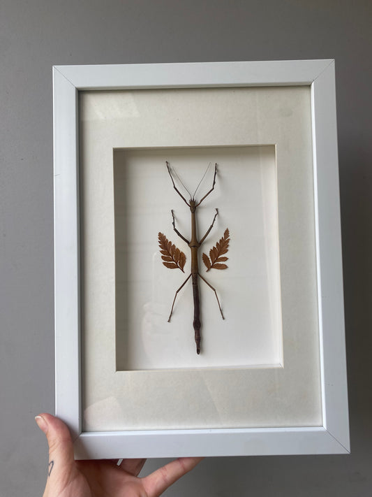 Stick Insect
