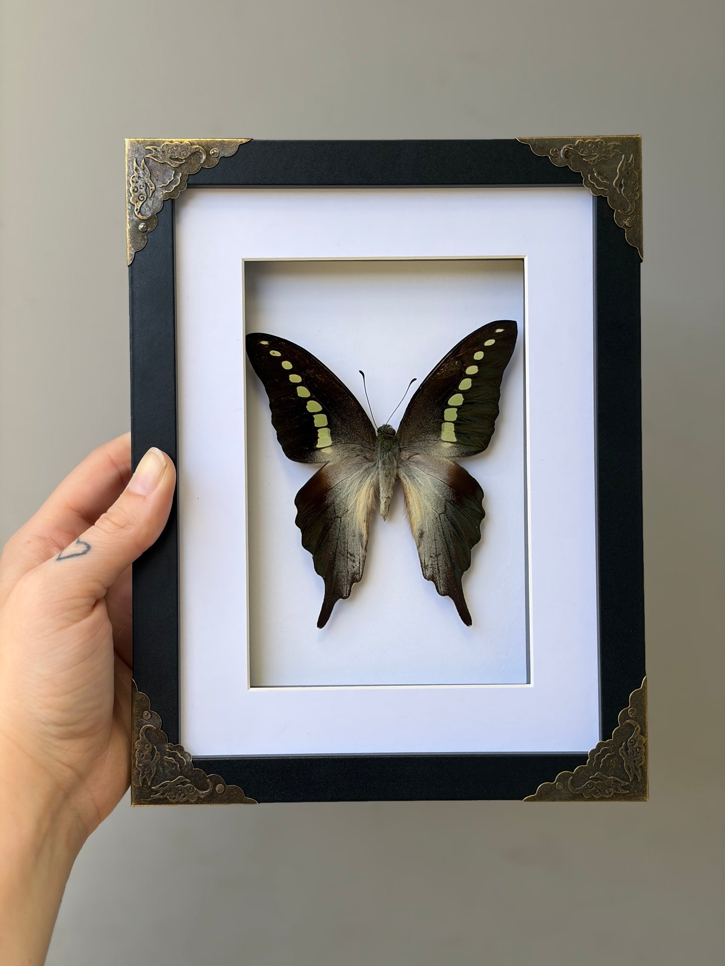 Graphium Codrus Codrus