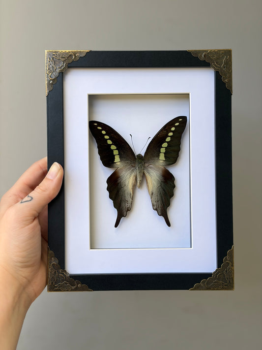 Graphium Codrus Codrus