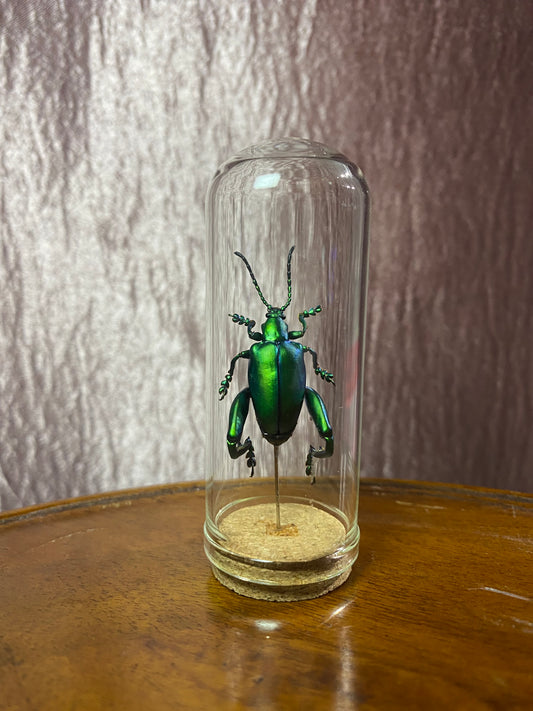 Frog Legged Beetles