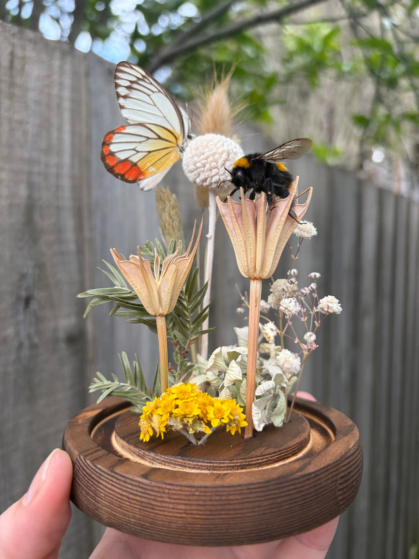 Tasmanian Bee & Painted Jezebel