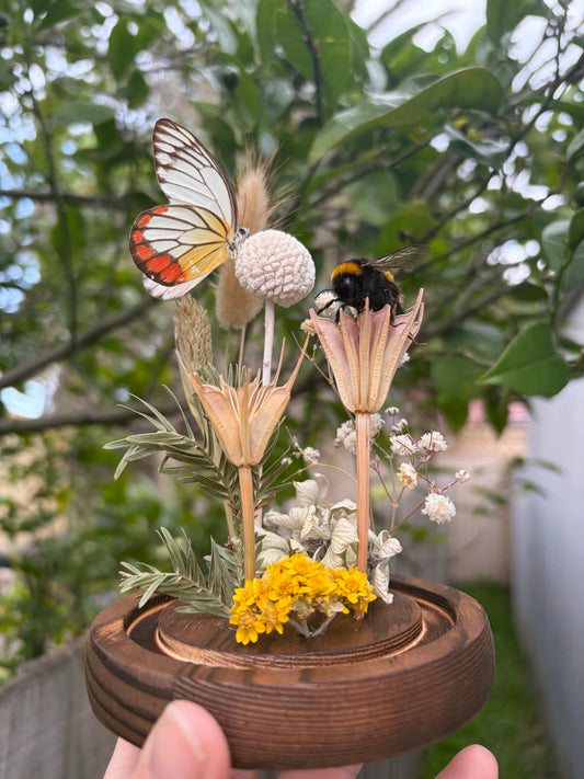 Tasmanian Bee & Painted Jezebel