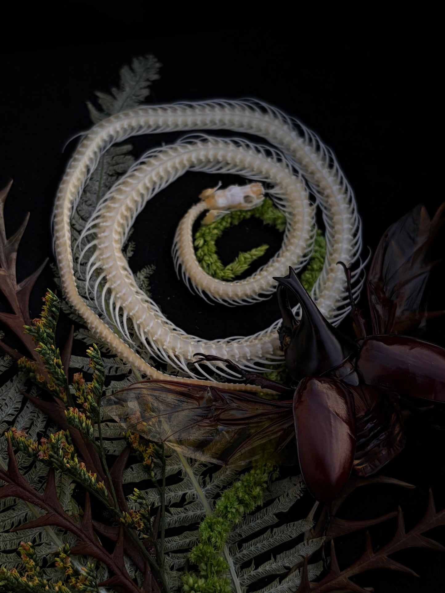 ‘What Remains’ Snake & Beetle frame