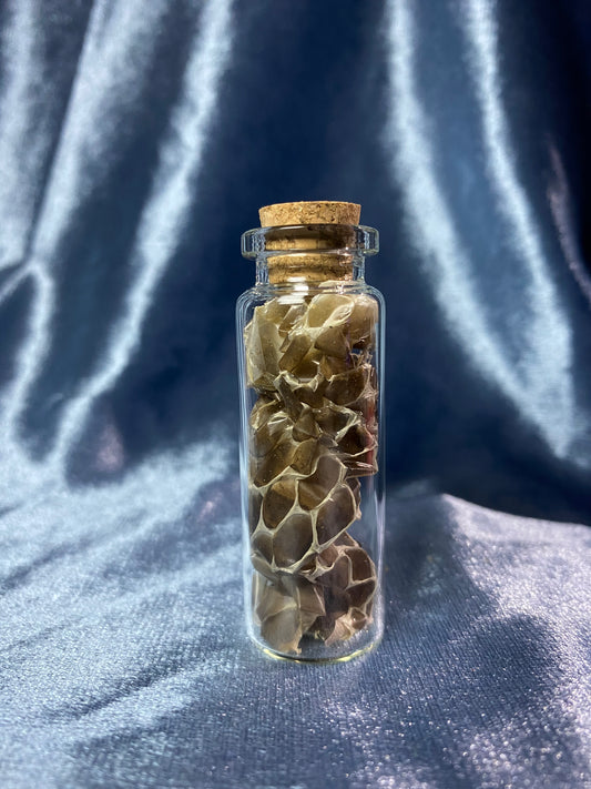 Glass Vial of Snakeskin