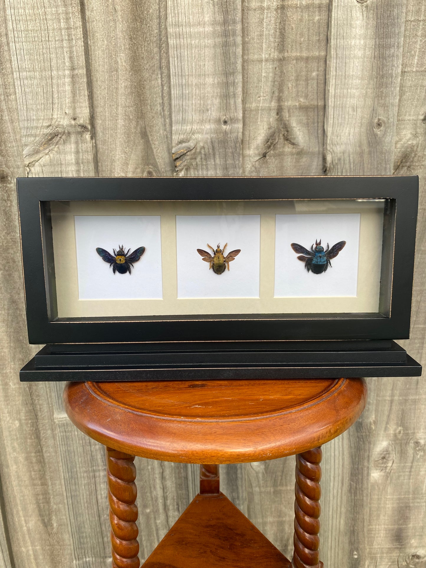 Trio of Carpenter Bees