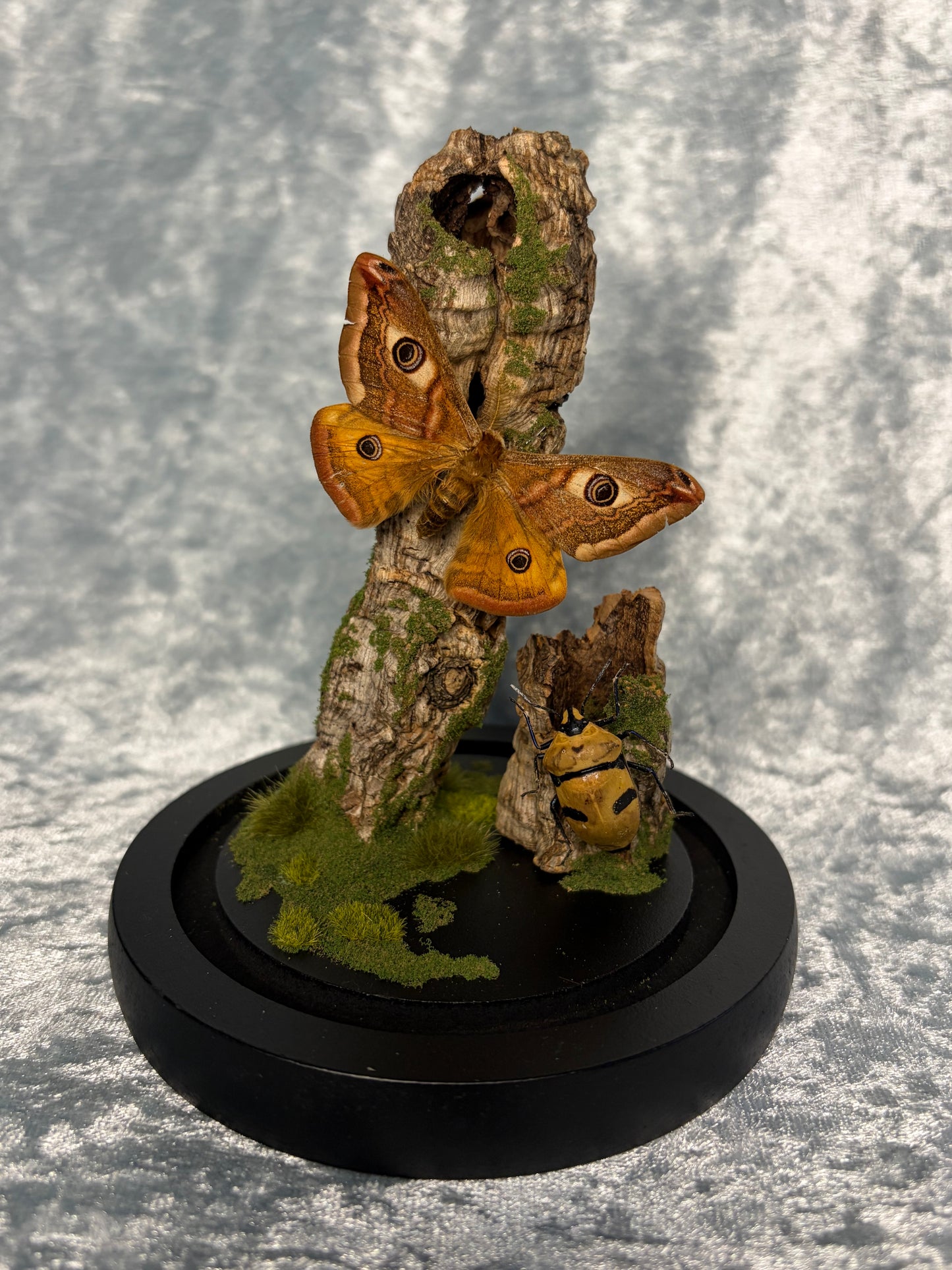 Medow Dwellers