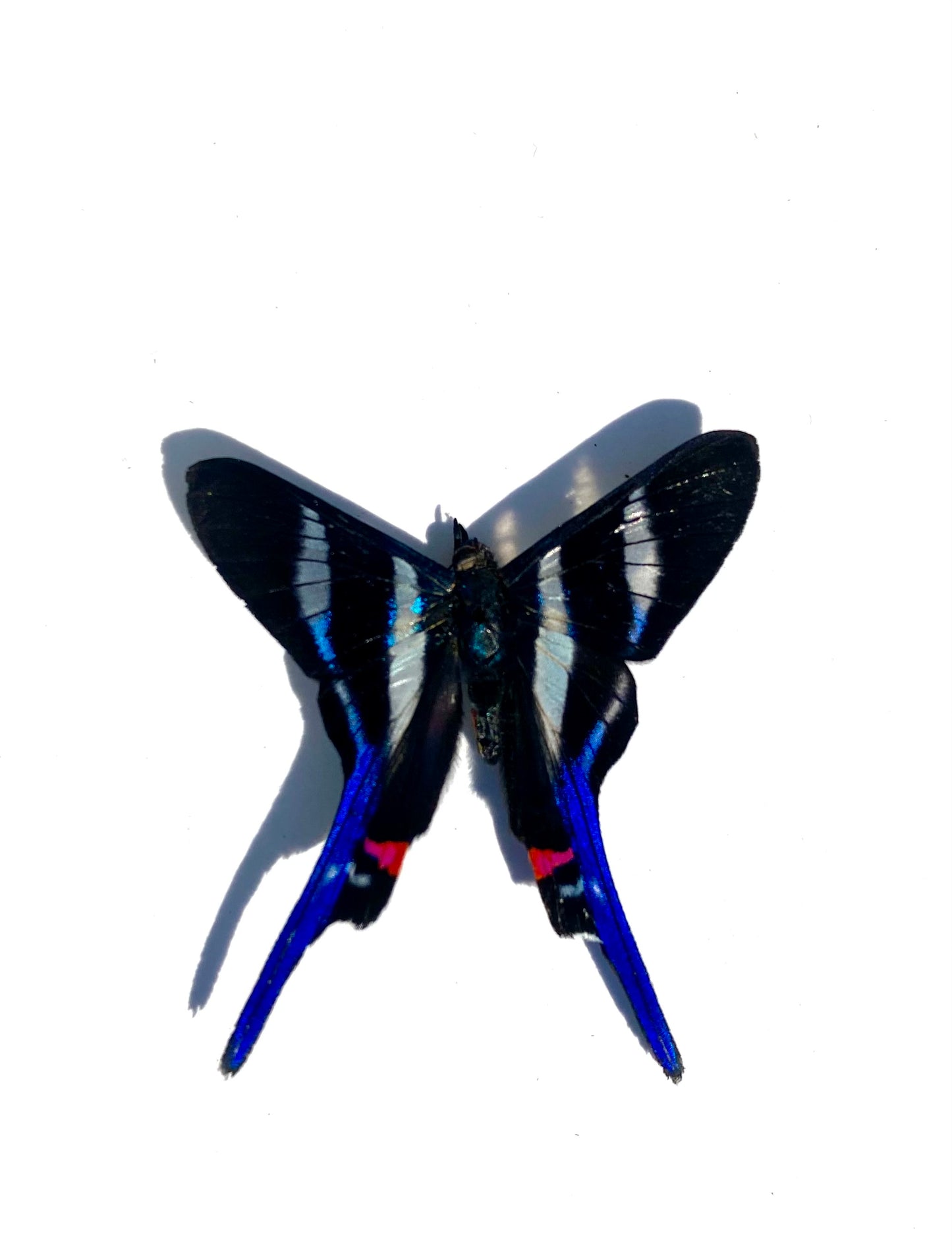 Rhetus Arcius & Ancyluris Meliboeus