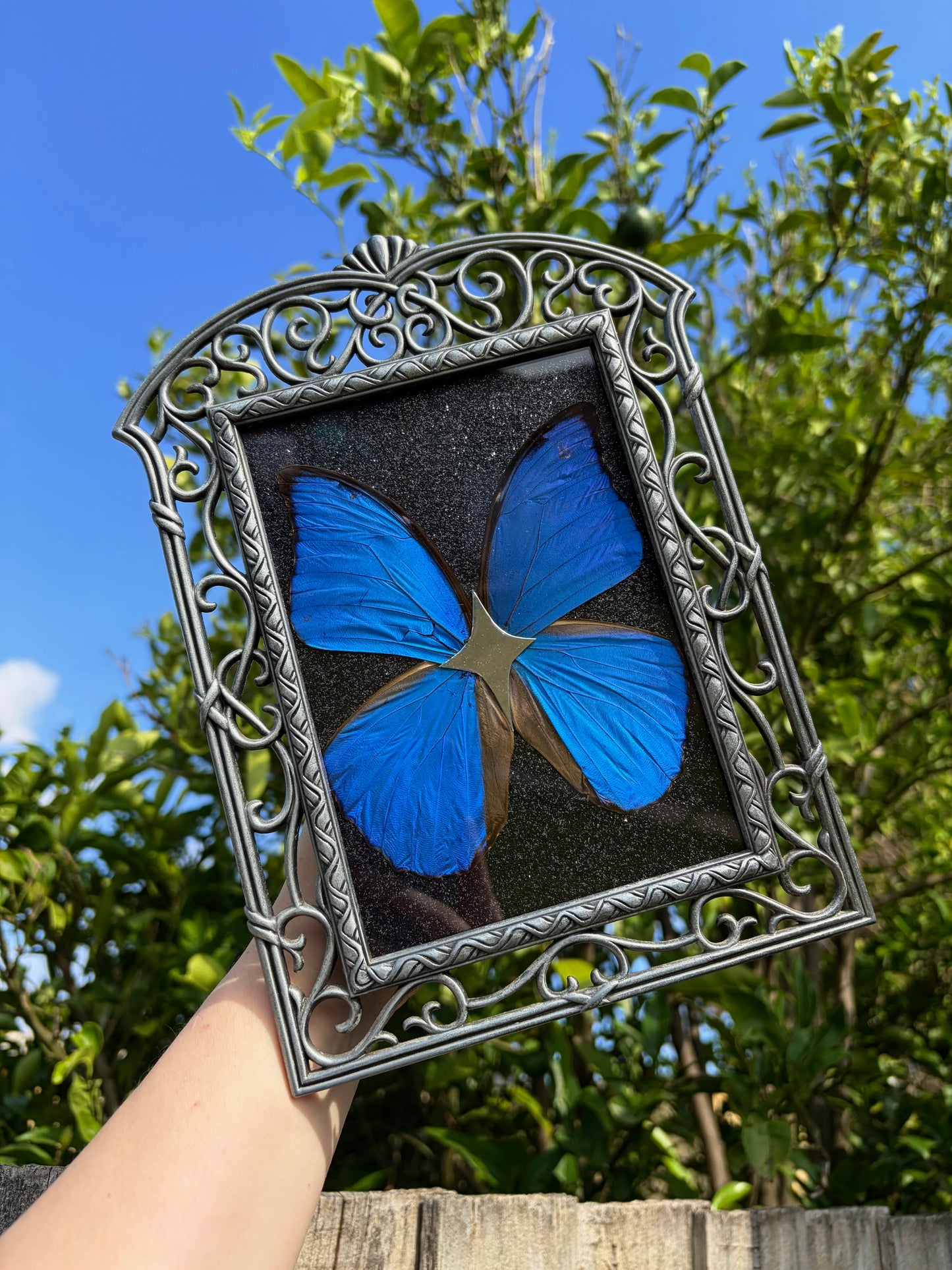 Morpho menelaus didius