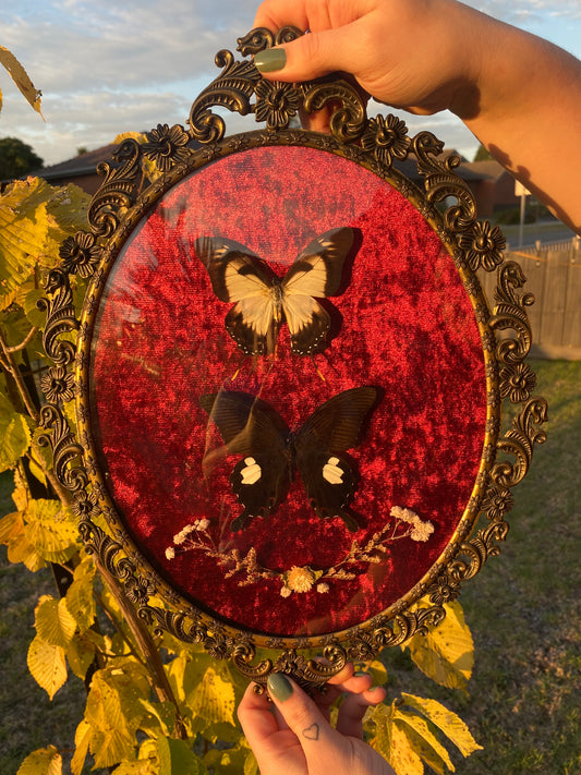 Kite Swallowtail & Helen Swallowtail Convex Frame